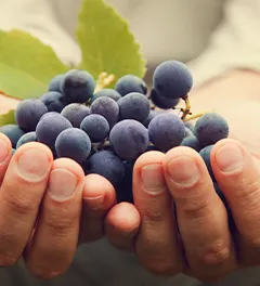 Protezione biologica in viticoltura: una risposta alla riduzione dell'uso di prodotti fitosanitari.